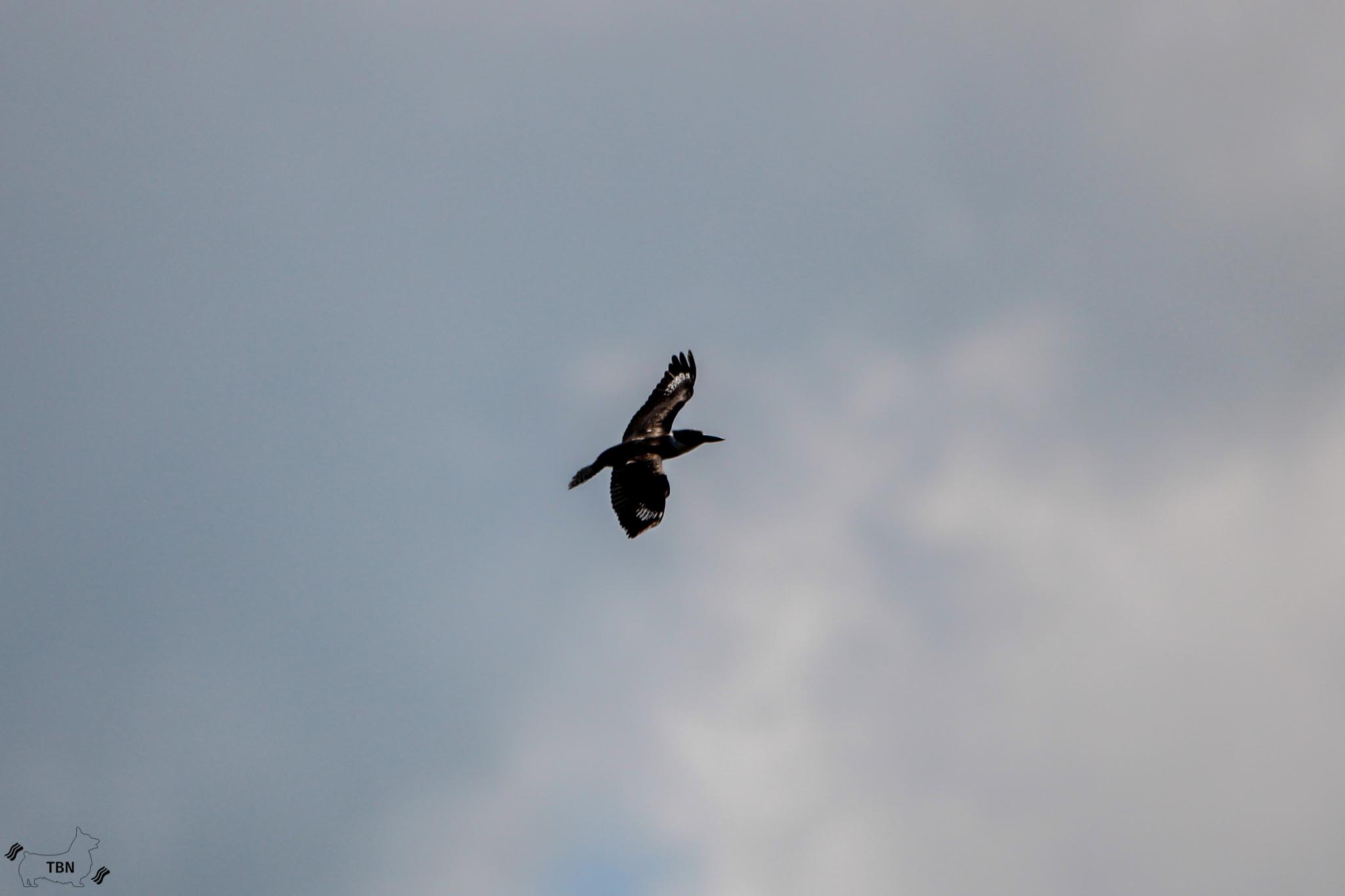 Belted Kingfisher